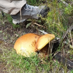 Phlebopus marginatus at Coree, ACT - 23 Oct 2022