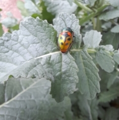 Scutiphora pedicellata (Metallic Jewel Bug) at Woodstock Nature Reserve - 23 Oct 2022 by VanceLawrence