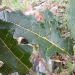 Solanum cinereum at Coree, ACT - 23 Oct 2022