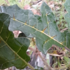 Solanum cinereum at Coree, ACT - 23 Oct 2022