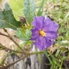 Solanum cinereum at Coree, ACT - 23 Oct 2022