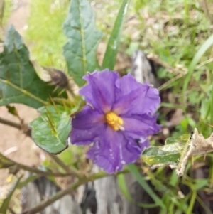 Solanum cinereum at Coree, ACT - 23 Oct 2022