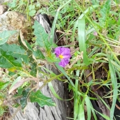 Solanum cinereum at Coree, ACT - 23 Oct 2022