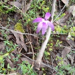 Glossodia major (Wax Lip Orchid) - 1 Jan 1900 by VanceLawrence