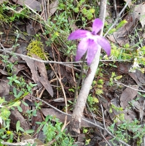 Glossodia major at Coree, ACT - suppressed