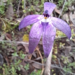 Glossodia major at Coree, ACT - suppressed