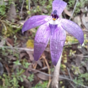 Glossodia major at Coree, ACT - suppressed