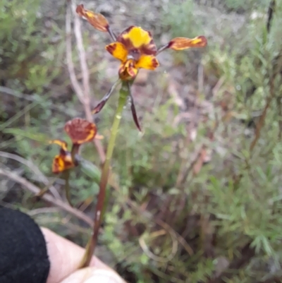 Diuris pardina (Leopard Doubletail) at Coree, ACT - 23 Oct 2022 by VanceLawrence