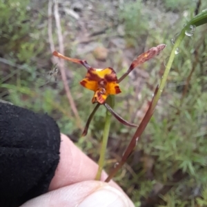 Diuris pardina at Coree, ACT - suppressed