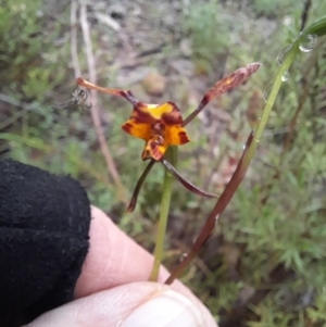 Diuris pardina at Coree, ACT - suppressed