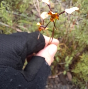 Diuris pardina at Coree, ACT - 23 Oct 2022