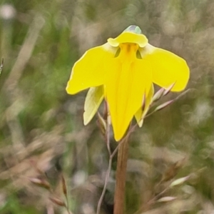 Diuris subalpina at Delegate, NSW - 23 Oct 2022