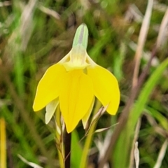 Diuris subalpina at Delegate, NSW - 23 Oct 2022