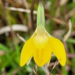 Diuris subalpina at Delegate, NSW - 23 Oct 2022