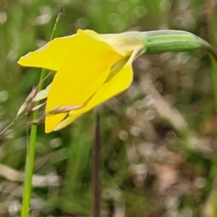 Diuris subalpina at Delegate, NSW - 23 Oct 2022