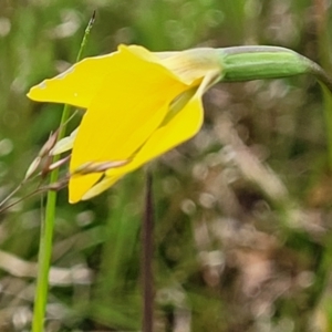 Diuris subalpina at Delegate, NSW - suppressed