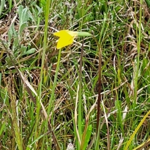 Diuris subalpina at Delegate, NSW - suppressed