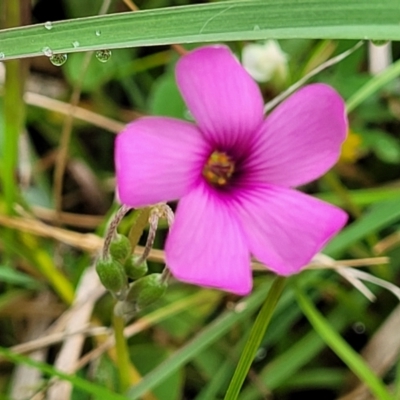 Oxalis articulata (Shamrock) at Delegate, NSW - 22 Oct 2022 by trevorpreston