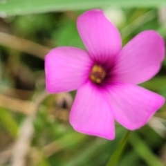 Oxalis articulata at Delegate, NSW - 23 Oct 2022