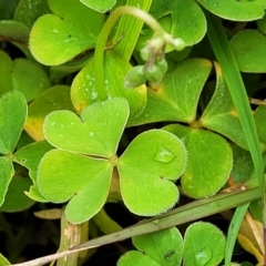 Oxalis articulata at Delegate, NSW - 23 Oct 2022