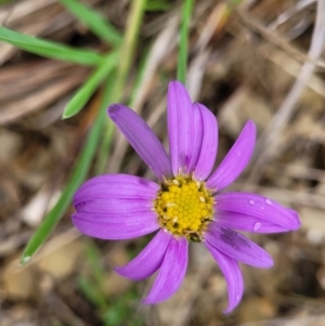 Calotis scabiosifolia var. integrifolia at Delegate, NSW - 23 Oct 2022