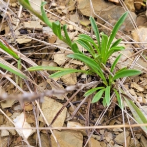 Calotis scabiosifolia var. integrifolia at Delegate, NSW - 23 Oct 2022 10:03 AM