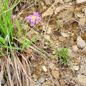 Calotis scabiosifolia var. integrifolia at Delegate, NSW - 23 Oct 2022