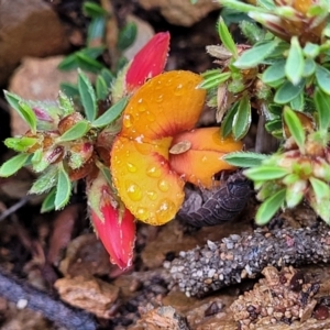 Pultenaea subspicata at Delegate, NSW - 23 Oct 2022