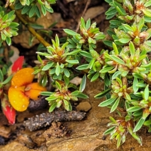 Pultenaea subspicata at Delegate, NSW - 23 Oct 2022