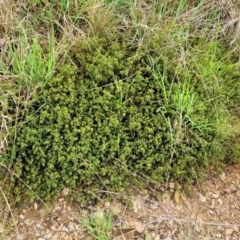 Pultenaea subspicata at Delegate, NSW - 23 Oct 2022