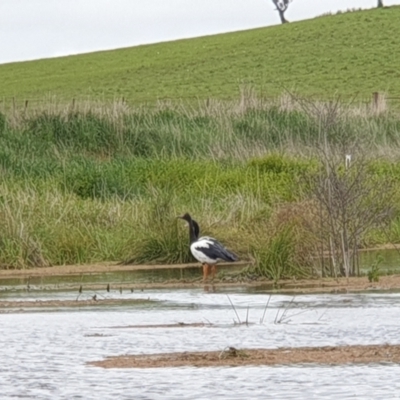 Anseranas semipalmata (Magpie Goose) at Breadalbane, NSW - 23 Oct 2022 by gregbaines