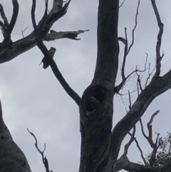 Callocephalon fimbriatum (Gang-gang Cockatoo) at Campbell Park Woodland - 23 Oct 2022 by Dan