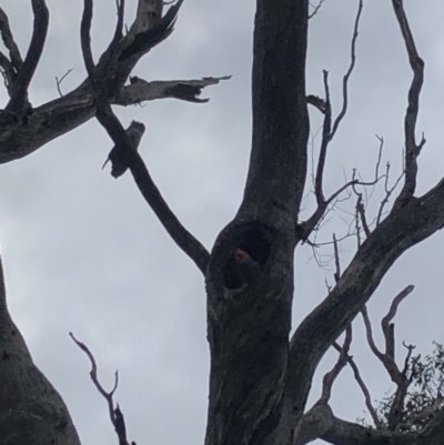 Callocephalon fimbriatum (Gang-gang Cockatoo) at Pialligo, ACT - 23 Oct 2022 by Dan