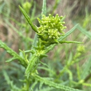 Senecio hispidulus at O'Connor, ACT - 22 Oct 2022