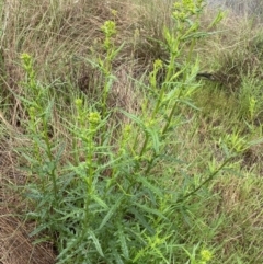 Senecio hispidulus at O'Connor, ACT - 22 Oct 2022