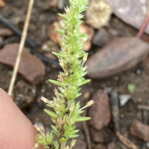 Crassula sieberiana at O'Connor, ACT - 22 Oct 2022