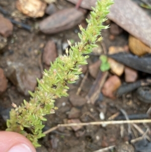 Crassula sieberiana at O'Connor, ACT - 22 Oct 2022