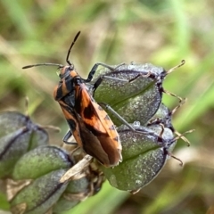 Spilostethus sp. (genus) (Milkweed bug) at O'Connor, ACT - 22 Oct 2022 by Ned_Johnston