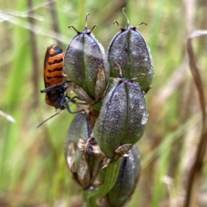 Spilostethus sp. (genus) at O'Connor, ACT - 22 Oct 2022