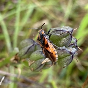 Spilostethus sp. (genus) at O'Connor, ACT - 22 Oct 2022