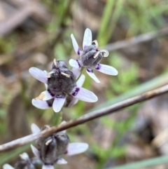 Wurmbea dioica subsp. dioica (Early Nancy) at O'Connor, ACT - 22 Oct 2022 by Ned_Johnston