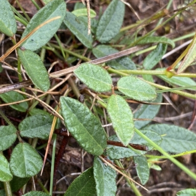 Grona varians (Slender Tick-Trefoil) at O'Connor, ACT - 22 Oct 2022 by Ned_Johnston