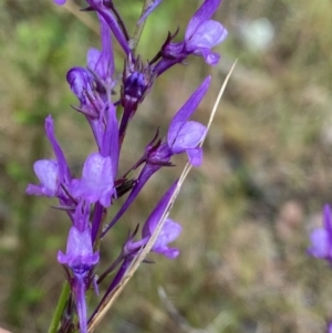 Linaria pelisseriana at O'Connor, ACT - 22 Oct 2022 02:51 PM