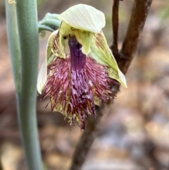Calochilus montanus (Copper Beard Orchid) at O'Connor, ACT - 22 Oct 2022 by Ned_Johnston