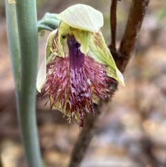 Calochilus montanus (Copper Beard Orchid) at Point 60 - 22 Oct 2022 by Ned_Johnston