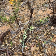 Calochilus montanus at Point 60 - 22 Oct 2022