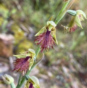 Calochilus montanus at Acton, ACT - 22 Oct 2022