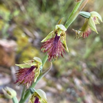 Calochilus montanus (Copper Beard Orchid) at Acton, ACT - 22 Oct 2022 by Ned_Johnston