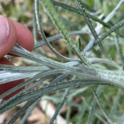 Senecio quadridentatus (Cotton Fireweed) at Lyneham, ACT - 18 Oct 2022 by Ned_Johnston