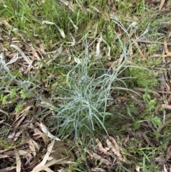 Senecio quadridentatus at Lyneham, ACT - 18 Oct 2022 04:15 PM